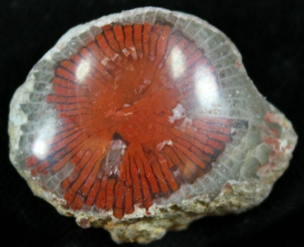 Pennsylvanian Aged Red Agatized Horn Coral - Utah #26371